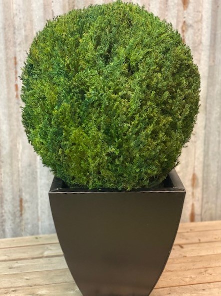 Preserved Juniper Globe - 15"-30" - Click Image to Close